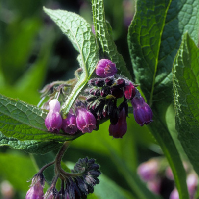 What to do this week: Comfrey Tea