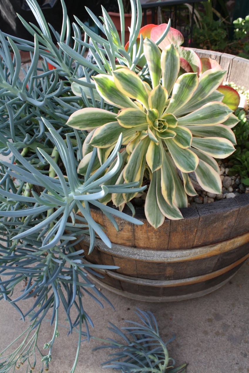 Potted: Succulents