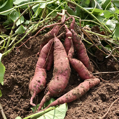 Homegrown: Sweet Potato