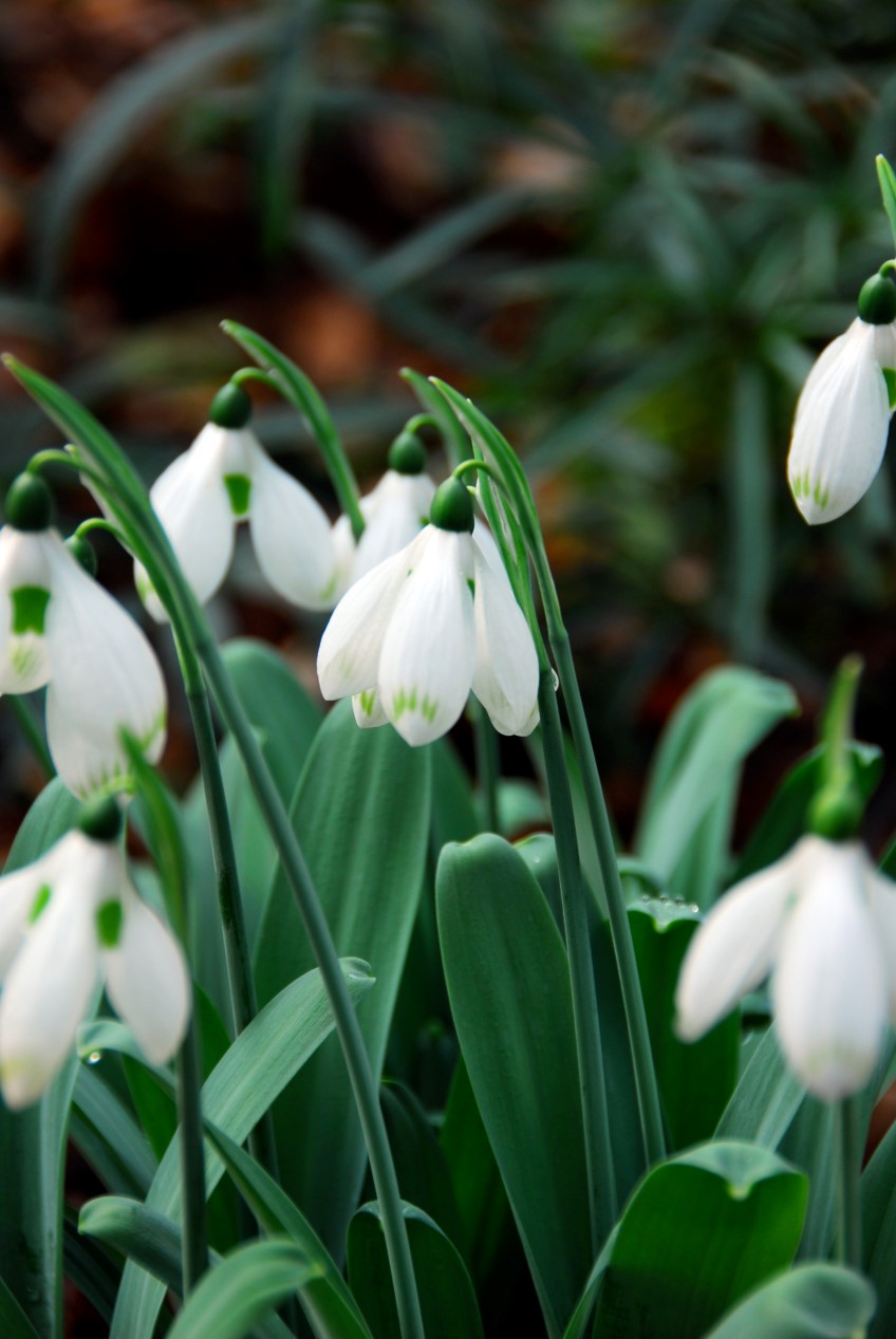 How to: grow snowdrops