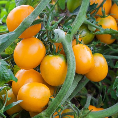Tomato - Wapsipinicon Peach